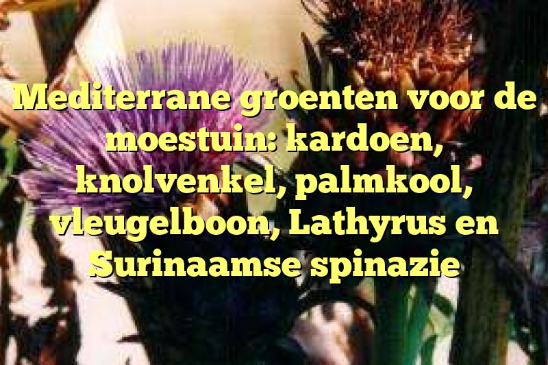 Mediterrane groenten voor de moestuin: kardoen, knolvenkel, palmkool, vleugelboon, Lathyrus en Surinaamse spinazie