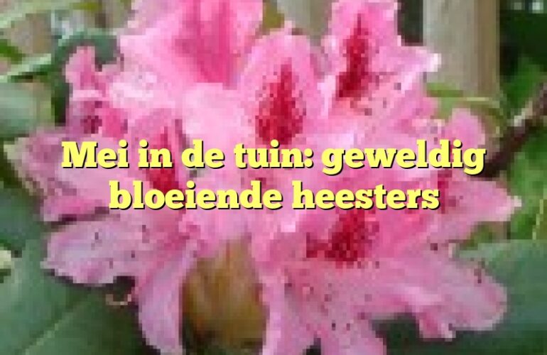 Mei in de tuin: geweldig bloeiende heesters