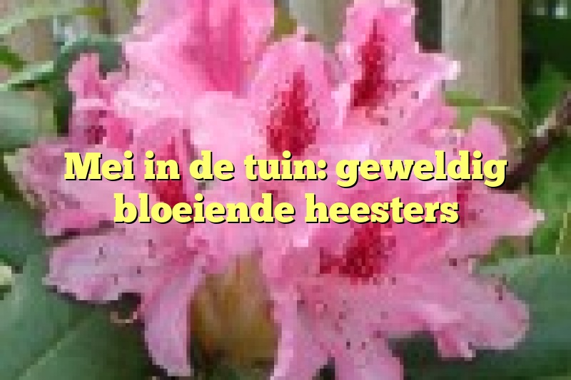 Mei in de tuin: geweldig bloeiende heesters