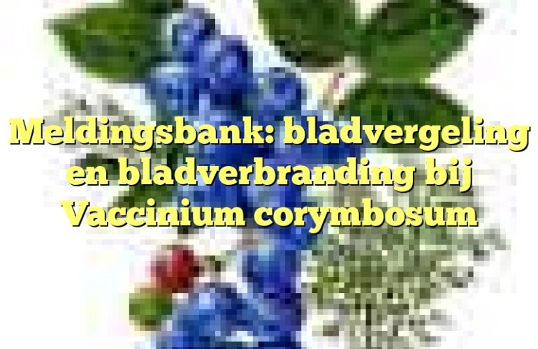 Meldingsbank: bladvergeling en bladverbranding bij Vaccinium corymbosum