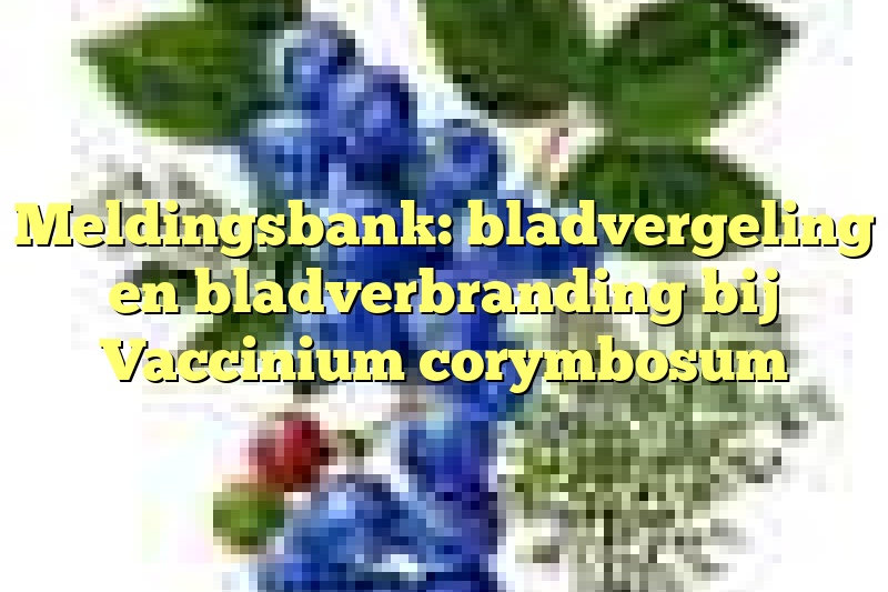 Meldingsbank: bladvergeling en bladverbranding bij Vaccinium corymbosum