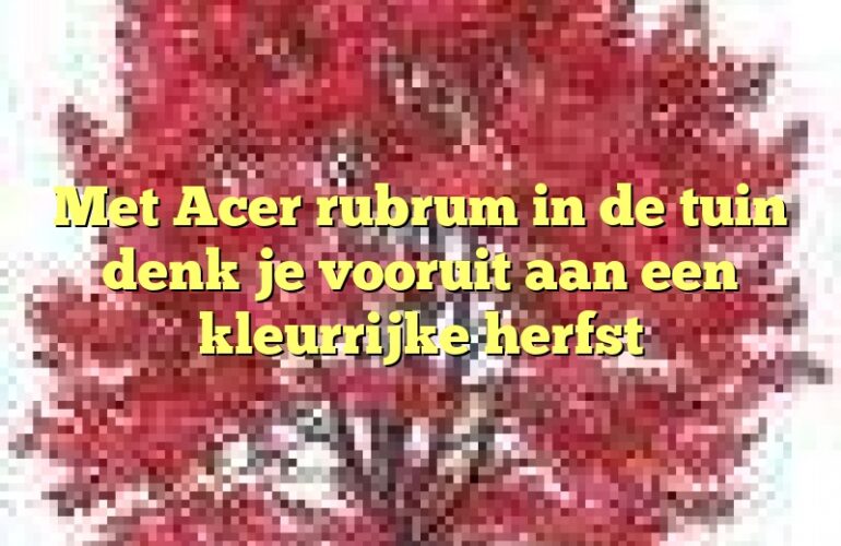 Met Acer rubrum in de tuin denk je vooruit aan een kleurrijke herfst