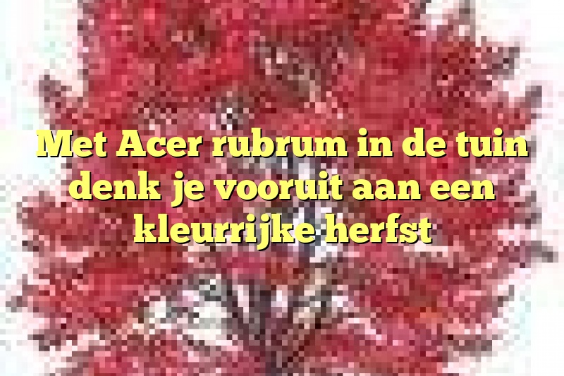 Met Acer rubrum in de tuin denk je vooruit aan een kleurrijke herfst