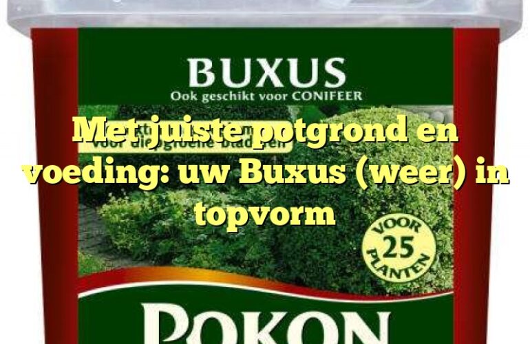 Met juiste potgrond en voeding: uw Buxus (weer) in topvorm