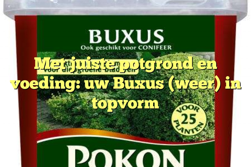 Met juiste potgrond en voeding: uw Buxus (weer) in topvorm