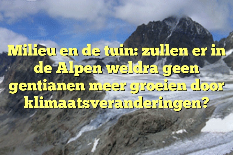 Milieu en de tuin: zullen er in de Alpen weldra geen gentianen meer groeien door klimaatsveranderingen?