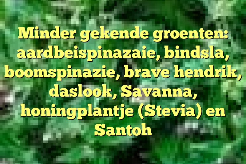 Minder gekende groenten: aardbeispinazaie, bindsla, boomspinazie, brave hendrik, daslook, Savanna, honingplantje (Stevia) en Santoh