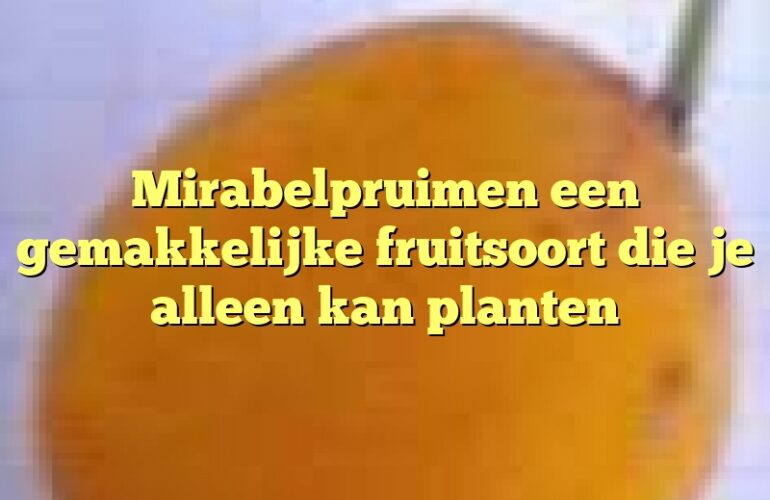 Mirabelpruimen een gemakkelijke fruitsoort die je alleen kan planten