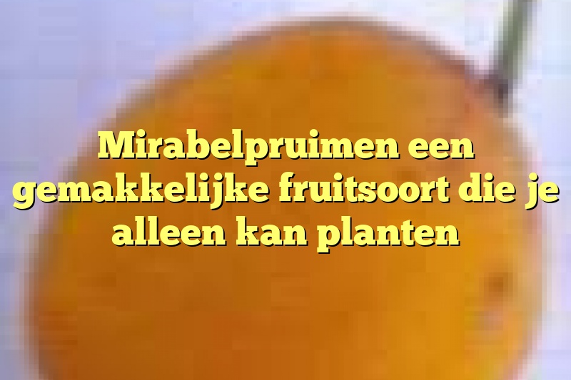 Mirabelpruimen een gemakkelijke fruitsoort die je alleen kan planten