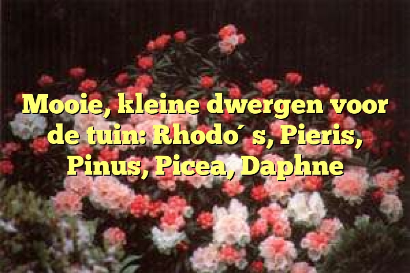 Mooie, kleine dwergen voor de tuin: Rhodo´s, Pieris, Pinus, Picea, Daphne