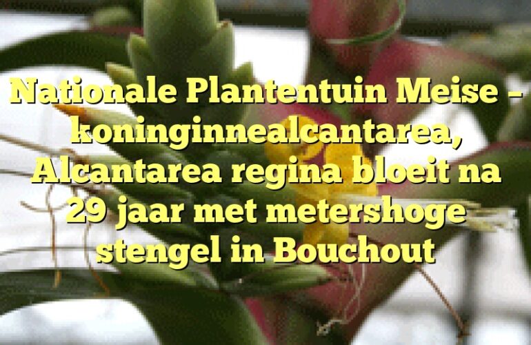 Nationale Plantentuin Meise – koninginnealcantarea, Alcantarea regina bloeit na 29 jaar met metershoge stengel in Bouchout