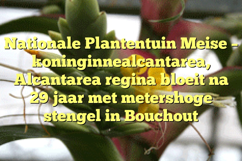 Nationale Plantentuin Meise – koninginnealcantarea, Alcantarea regina bloeit na 29 jaar met metershoge stengel in Bouchout