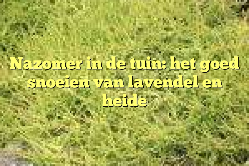 Nazomer in de tuin: het goed snoeien van lavendel en heide