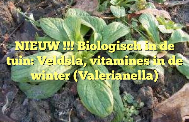 NIEUW !!! Biologisch in de tuin: Veldsla, vitamines in de winter (Valerianella)