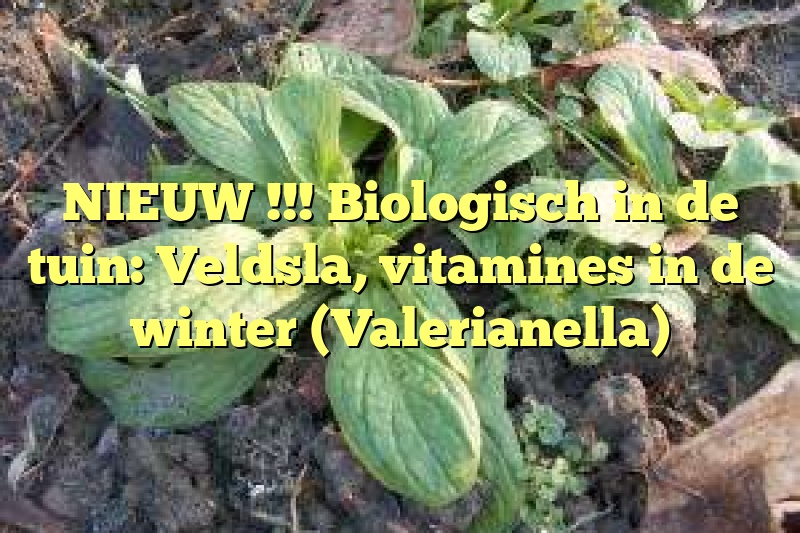 NIEUW !!! Biologisch in de tuin: Veldsla, vitamines in de winter (Valerianella)