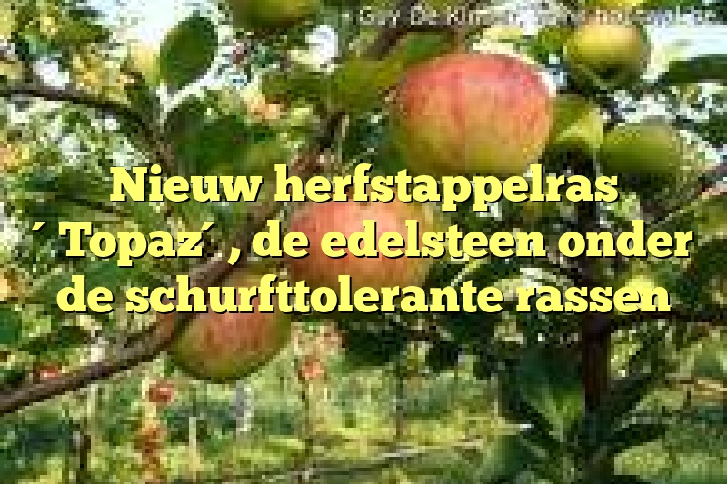 Nieuw herfstappelras ´Topaz´, de edelsteen onder de schurfttolerante rassen