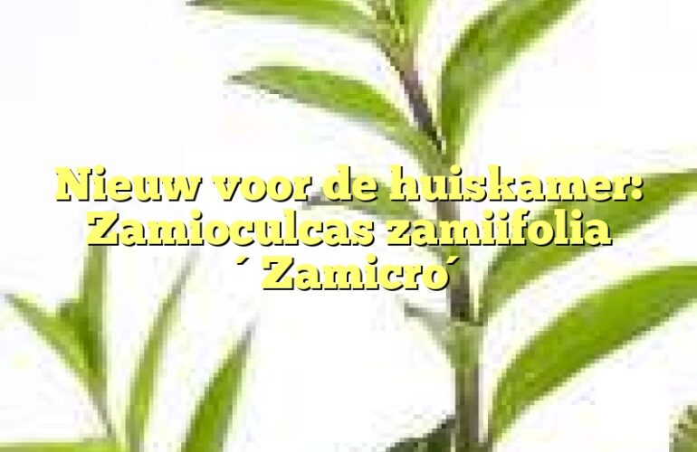 Nieuw voor de huiskamer: Zamioculcas zamiifolia ´Zamicro´