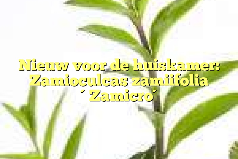 Nieuw voor de huiskamer: Zamioculcas zamiifolia ´Zamicro´