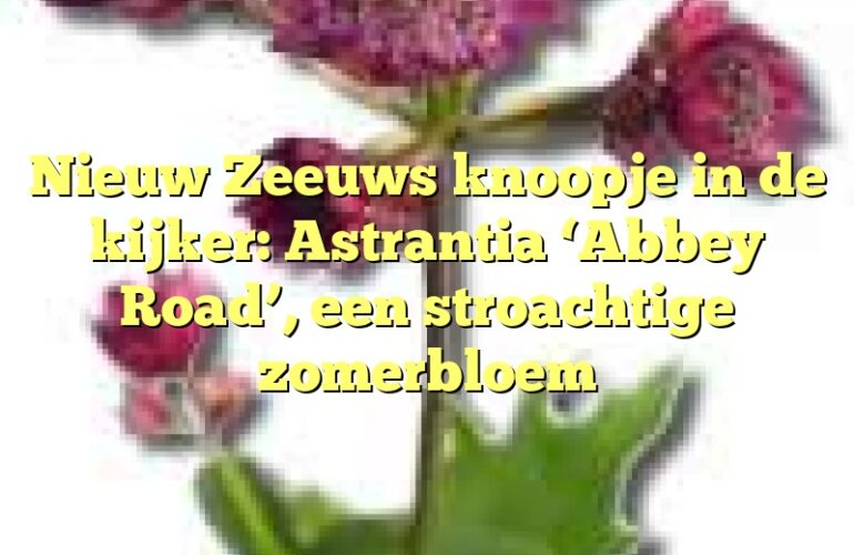 Nieuw Zeeuws knoopje in de kijker: Astrantia ‘Abbey Road’, een stroachtige zomerbloem