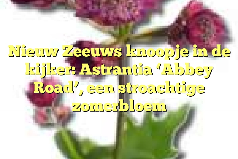 Nieuw Zeeuws knoopje in de kijker: Astrantia ‘Abbey Road’, een stroachtige zomerbloem