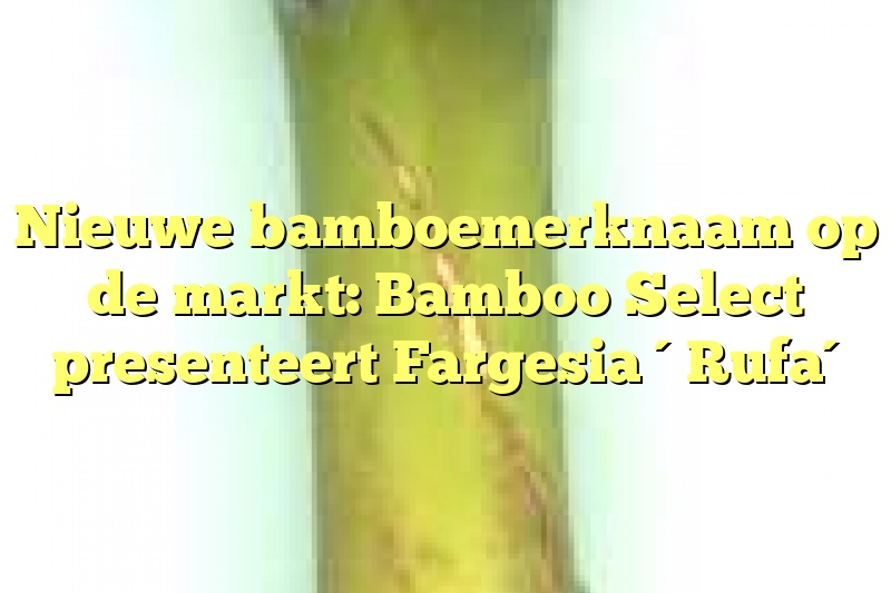 Nieuwe bamboemerknaam op de markt: Bamboo Select presenteert Fargesia ´Rufa´