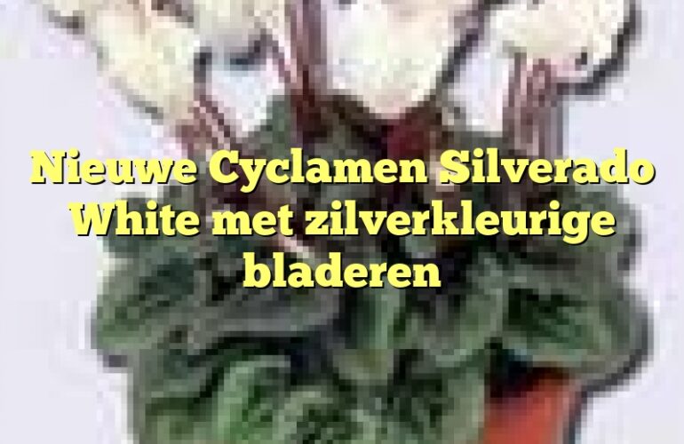 Nieuwe Cyclamen Silverado White met zilverkleurige bladeren