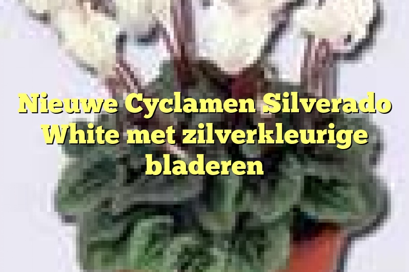 Nieuwe Cyclamen Silverado White met zilverkleurige bladeren