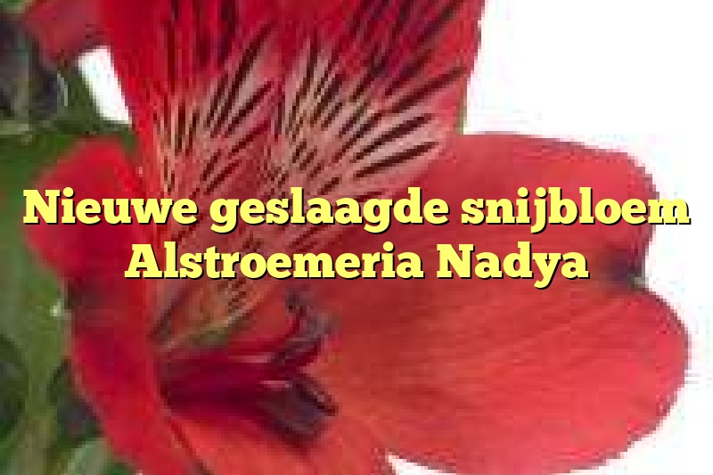 Nieuwe geslaagde snijbloem Alstroemeria Nadya