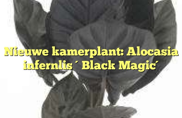 Nieuwe kamerplant: Alocasia infernlis ´Black Magic´