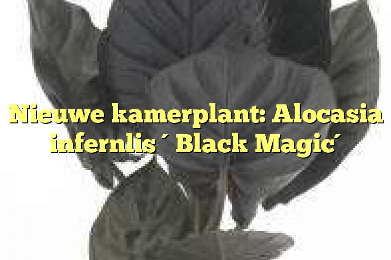 Nieuwe kamerplant: Alocasia infernlis ´Black Magic´