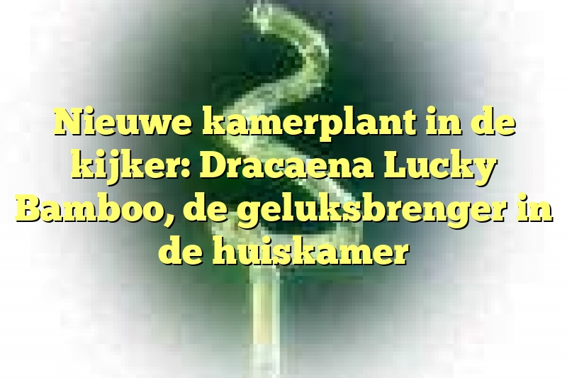 Nieuwe kamerplant in de kijker: Dracaena Lucky Bamboo, de geluksbrenger in de huiskamer