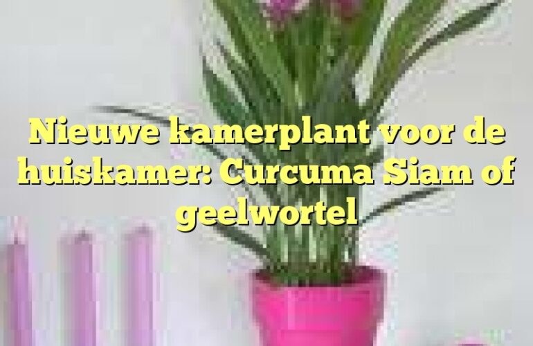 Nieuwe kamerplant voor de huiskamer: Curcuma Siam of geelwortel