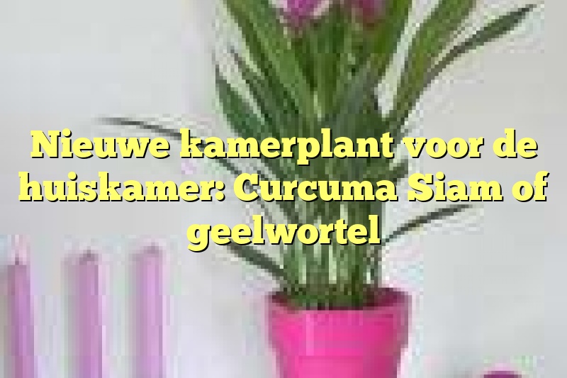 Nieuwe kamerplant voor de huiskamer: Curcuma Siam of geelwortel