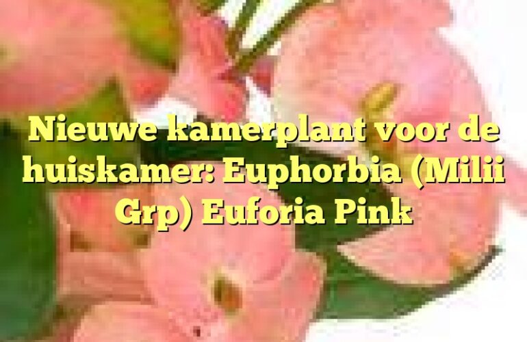 Nieuwe kamerplant voor de huiskamer: Euphorbia (Milii Grp) Euforia Pink