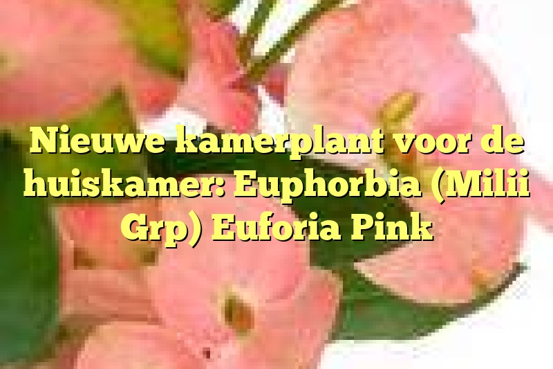 Nieuwe kamerplant voor de huiskamer: Euphorbia (Milii Grp) Euforia Pink