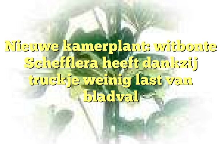 Nieuwe kamerplant: witbonte Schefflera heeft dankzij truckje weinig last van bladval