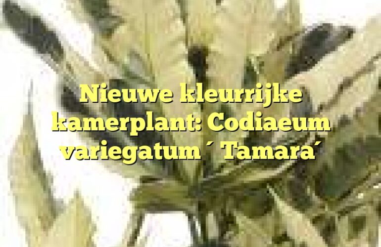 Nieuwe kleurrijke kamerplant: Codiaeum variegatum ´Tamara´