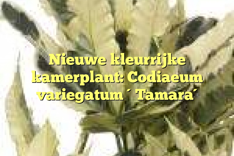 Nieuwe kleurrijke kamerplant: Codiaeum variegatum ´Tamara´