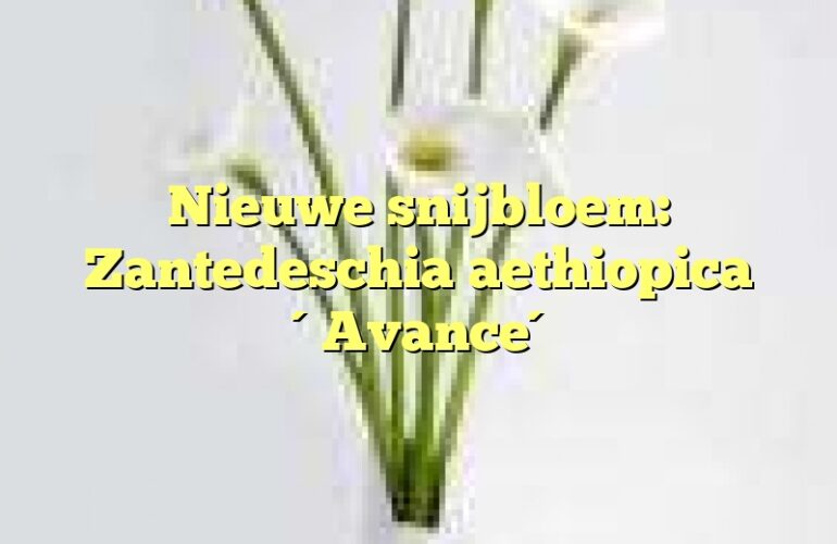 Nieuwe snijbloem: Zantedeschia aethiopica ´Avance´