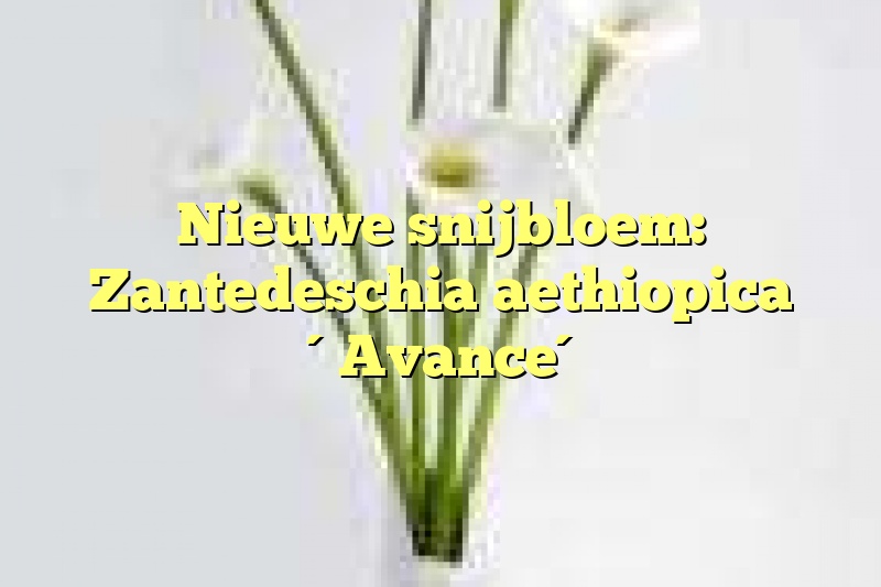 Nieuwe snijbloem: Zantedeschia aethiopica ´Avance´