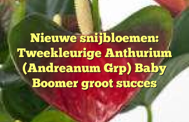 Nieuwe snijbloemen: Tweekleurige Anthurium (Andreanum Grp) Baby Boomer groot succes