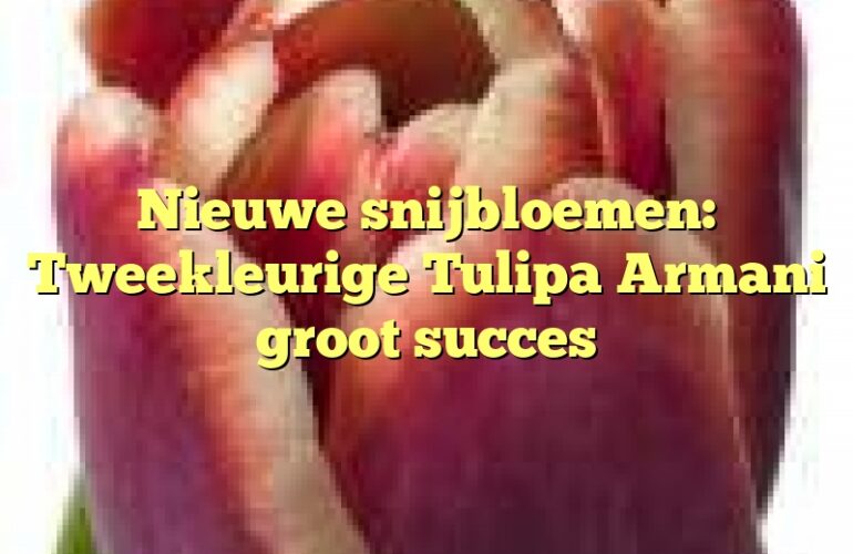 Nieuwe snijbloemen: Tweekleurige Tulipa Armani groot succes