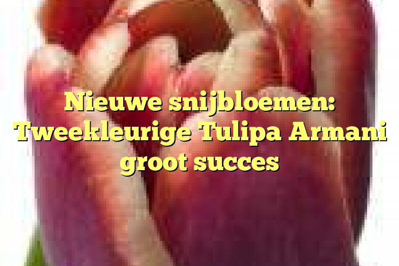 Nieuwe snijbloemen: Tweekleurige Tulipa Armani groot succes