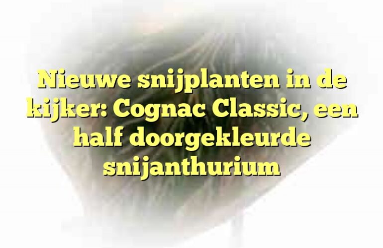 Nieuwe snijplanten in de kijker: Cognac Classic, een half doorgekleurde snijanthurium