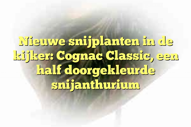 Nieuwe snijplanten in de kijker: Cognac Classic, een half doorgekleurde snijanthurium