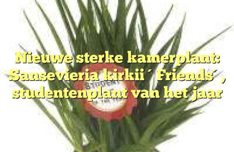 Nieuwe sterke kamerplant: Sansevieria kirkii ´Friends´, studentenplant van het jaar