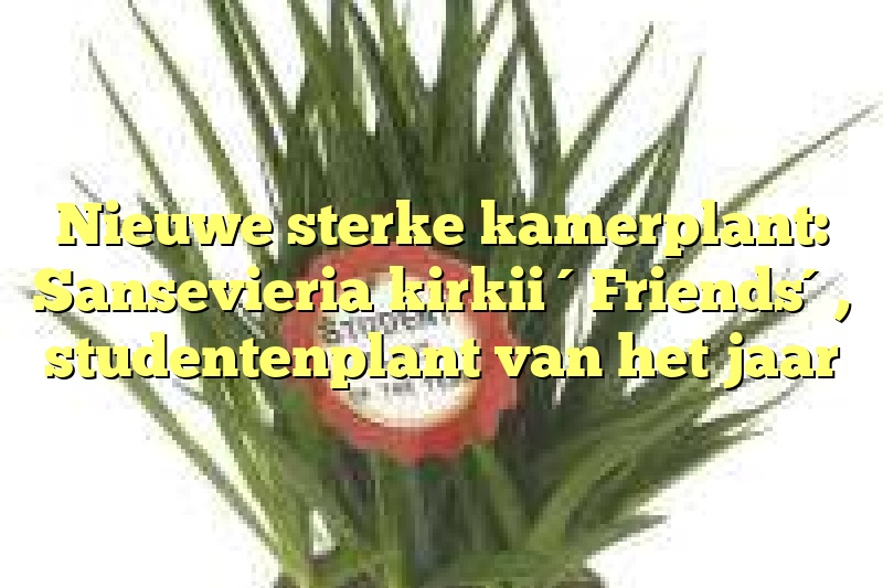 Nieuwe sterke kamerplant: Sansevieria kirkii ´Friends´, studentenplant van het jaar