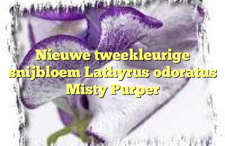 Nieuwe tweekleurige snijbloem Lathyrus odoratus Misty Purper