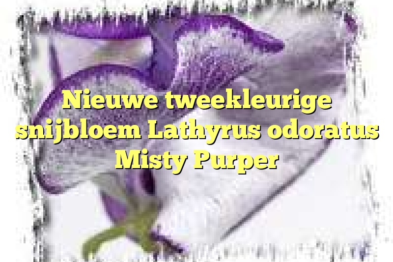 Nieuwe tweekleurige snijbloem Lathyrus odoratus Misty Purper