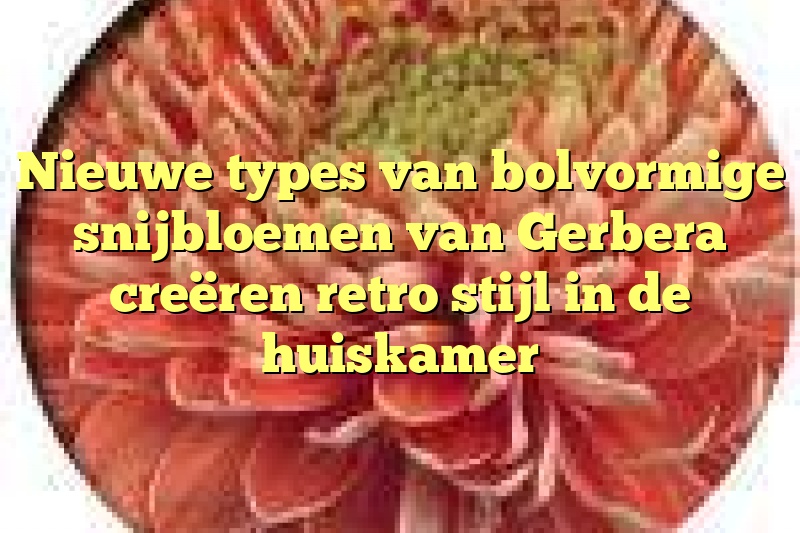 Nieuwe types van bolvormige snijbloemen van Gerbera creëren retro stijl in de huiskamer